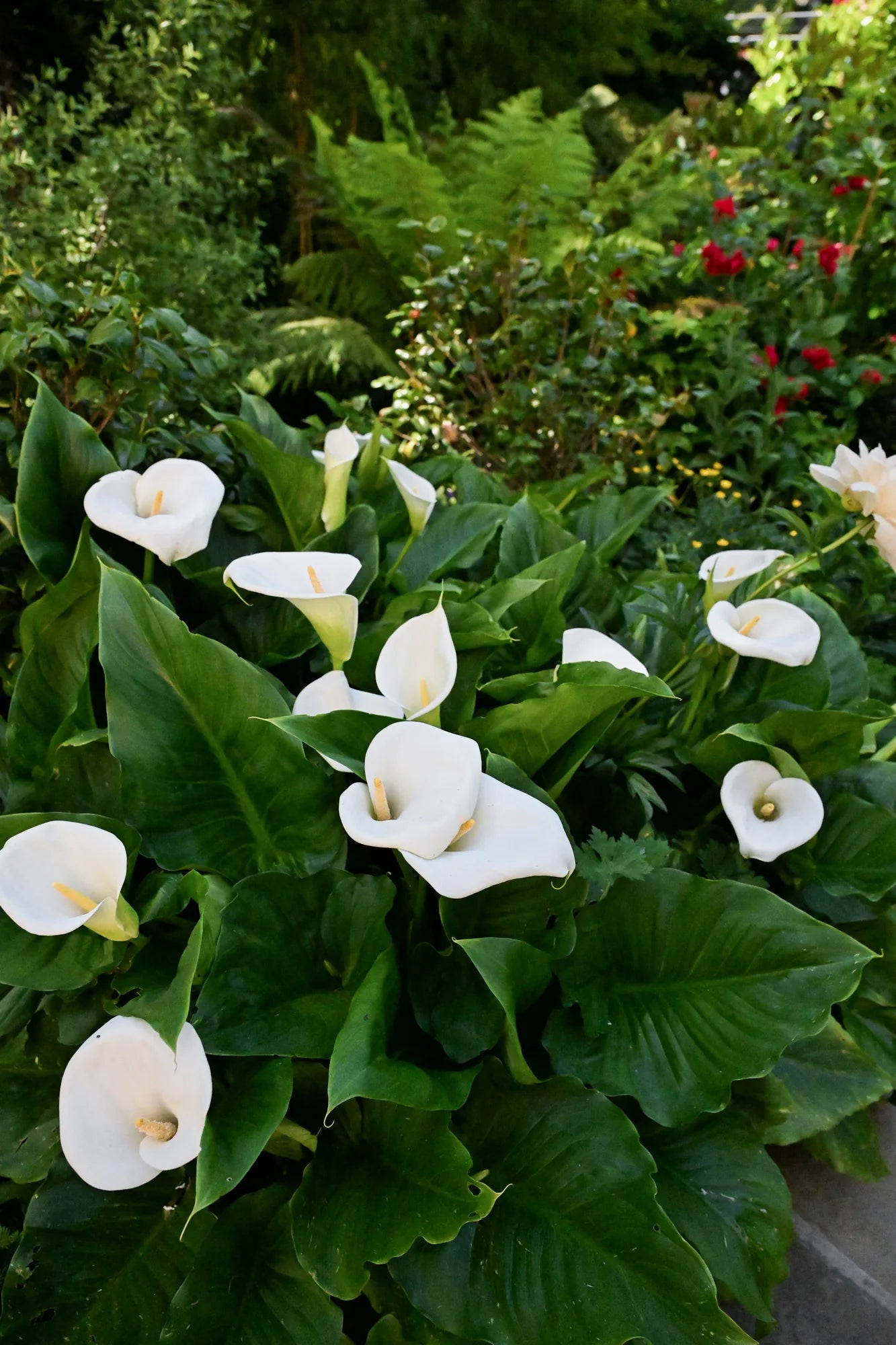 The Perfumer's Garden Experience