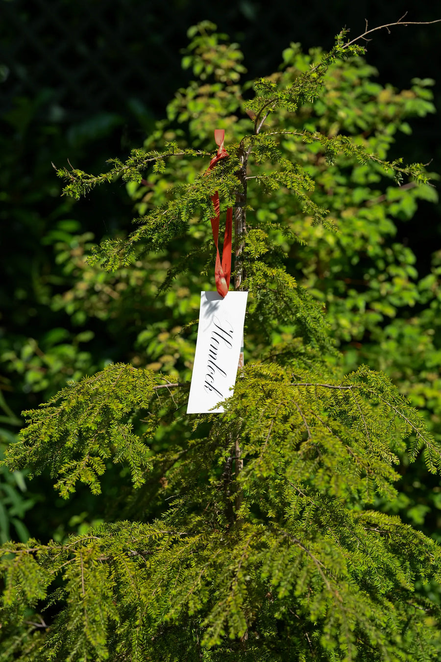A hemlock tag tied in the branches